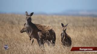 Deaf across the Australian Outback - Part 2