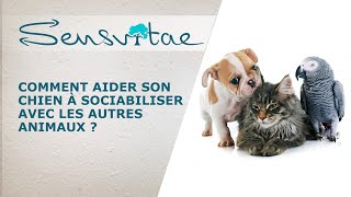 Comment aider son chien à sociabiliser avec les autres animaux ?