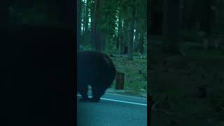 Bear comes to close for comfort in Lake Tahoe #laketahoe #bear