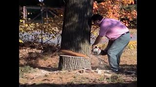 Cutting Tree Fail Shorts