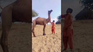 #movement #animals #camel #wildlife #nature #jungle #danger #lifestyle #village #video