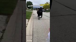 Cow came running towards her.. 😂