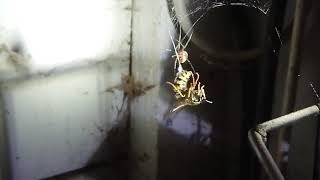 Spider VS wasp in slowmotion