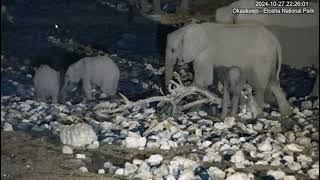 Elephant breeding herd with adorable calves at Okaukuejo Waterhole