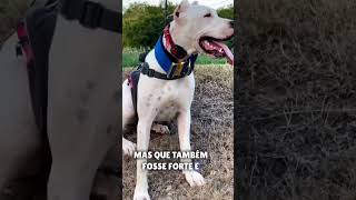 Dogo argentino o caçador branco