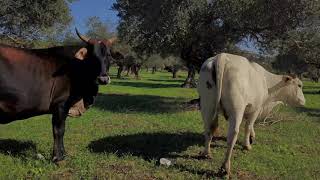 Cows in Olives