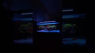 nano reef tank at night #reeftank