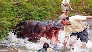 Wild Extreme Animal Attacks [Nature Documentary]