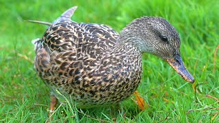 Mrs. Gadwall Duck Hen Foraging [4K]