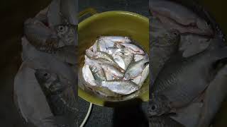 VIRAL ❗ IKAN HASIL MANCING #shorts #viral