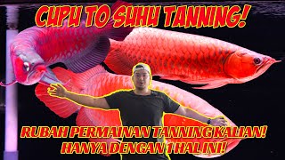 Dari CUPU jadi SUHU TANNING ARWANA! 1 HAL INI AKAN MERUBAH TANNING ARWANA ANDA!