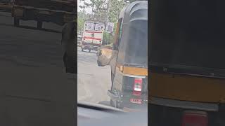 careless owner take dog outside in auto