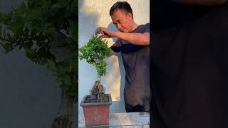 Đố mọi người biết đây là cây gì #bonsai #gardening #plant