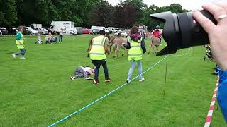 Farnborough Donkey Derby