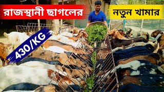 রাজস্থানী ছাগলের নতুন খামার। মাত্র ৪৩০ টাকা কেজি ছাগল কিনতে পারবেন এখান থেকে।