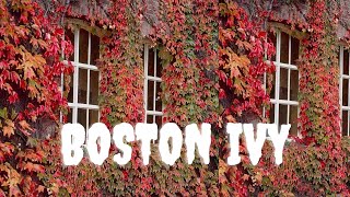 Boston Ivy Plant-Australia I বোস্টন আইভি Plant দেখতে কেমন I অস্ট্রেলিয়া I Winter-Spring in Australia