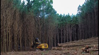 Feller Buncher Tigercat L870C