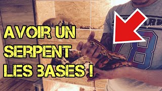 avoir un serpent : les bases ! ( pantherophis guttatus )