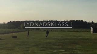 Accra - Lydnadsklass 1, Piteå 27 maj 2016