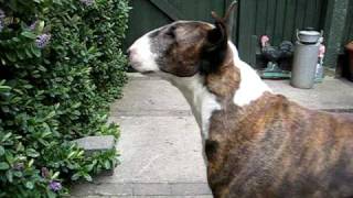 Bull Terrier hunting Bees :-)