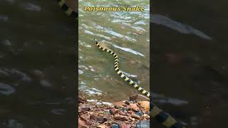 #worldanimalday | Rescue Snake | #bandedkrait | Hemalkasa  | #poisonoussnakes | #shortvideo