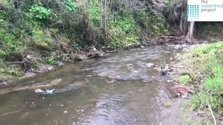 Wet+Dry Monitoring Wildcat Creek at Vale Rd  (WIL060)