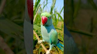 #birds #cute #parrottalking #animals #naturalsounds