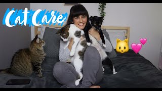 Cat Care 101 How To Take Care Of A Cat 🐾