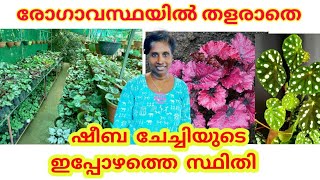 230 Varieties of Begonia collections in Kerala || How to grow and propogate Begonia || salu koshy