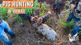 Pineapple Pigs - A Tricer Hunt Film