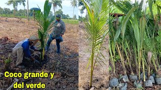 Empezamos a sembrar los cocales este es el mejor coco verde y grande😱Aura muy feliz con su trabajo🙏