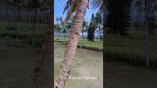 6h sáng ở Kauai.