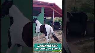 LANKASTER DO HARAS DA SERRA #mangalargamachador/#mangalargadobrasil/#mangalargadeelite/#viral_video