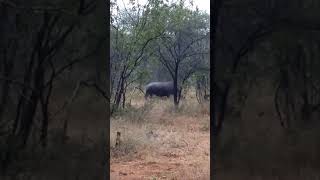 Rhino - Karongwe Game Reserve - South Africa - May 2018