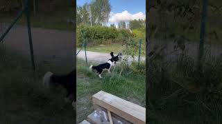 Bordercollie and Husky