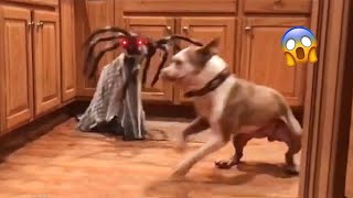 Dog's reaction of fear, confusion, and surprise #2