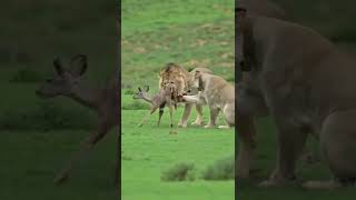 male lion playing with baby kudu #shorts #lionvskudu