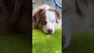 Dog Bed or Giant Squishmallow? #dog #australianshepherd