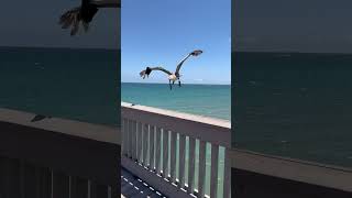 Deerfield Beach Pier #florida #estadosunidos #eua