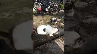 kucing lucu lagi nunggu yang sibuk