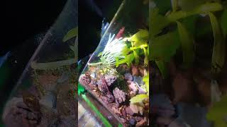 cherry shrimps feeding on dead fish | cherry shrimps feeding in fish tank