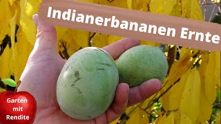 Indianerbanane Ernte mit Verkostung