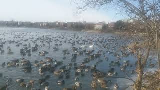 Professor's Lake, Brampton, 01/15/22