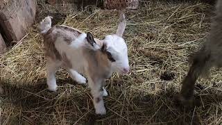 Ferma de Capre I Goat farm I Cute baby goats Alba & Clover