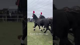 Iepe friesian