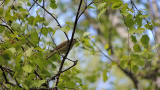 Садовая славка Sylvia borin / Garden warbler song