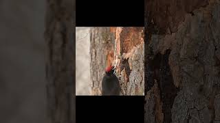 black woodpecker