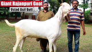 Giant Rajanpuri Goat & Teddy Breeder Goat Of Ustad Asif Butt Lahore 2024 | Bakra Mandi