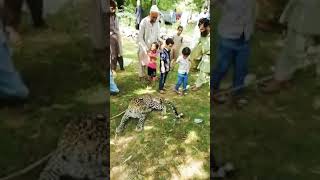 Leopard Caught in Murree Ayubia village Malkot Part 2