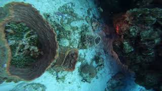 Cozumel_Giant_Moray_Eel